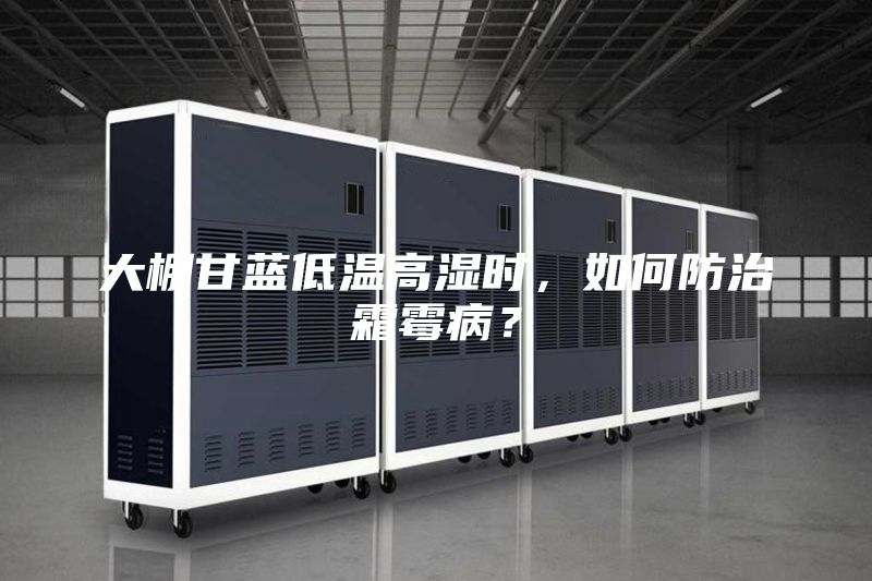 大棚甘藍(lán)低溫高濕時，如何防治霜霉??？